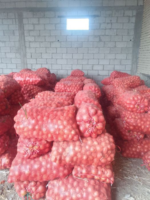 Пиёз (лук) сотилади