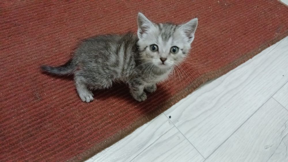 Отдам котенка 1 месяц
