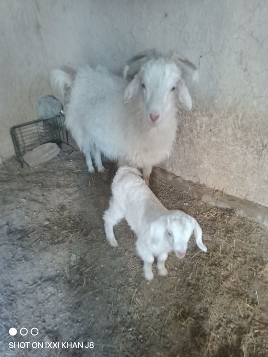 Коза с козленком