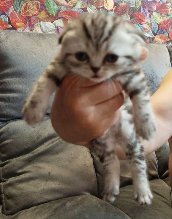 ШотЛандСкие котЯта #