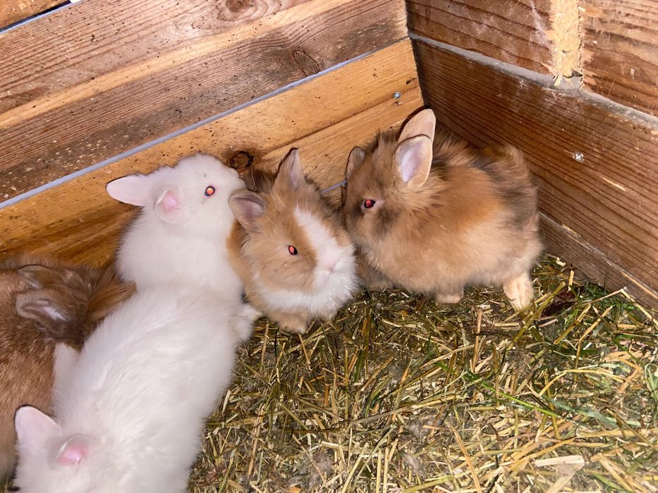 Pui iepuri de rasă pitici și pufosi de camera