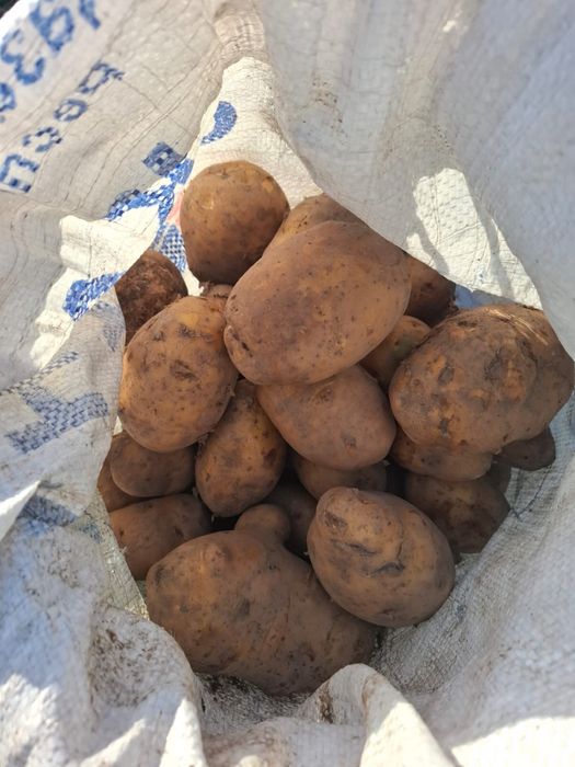 Картошка домашняя крупная едовая