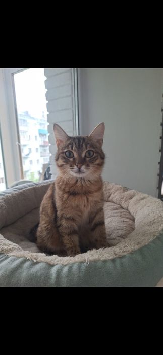 Кошечка бесплатно!