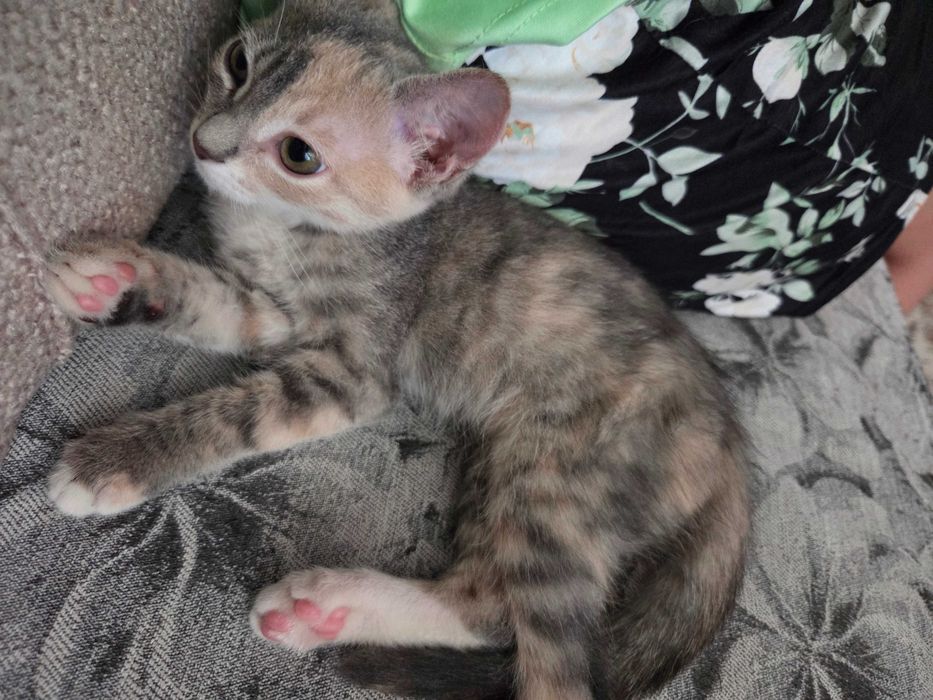 Отдам в добрые руки котеночка девочку
