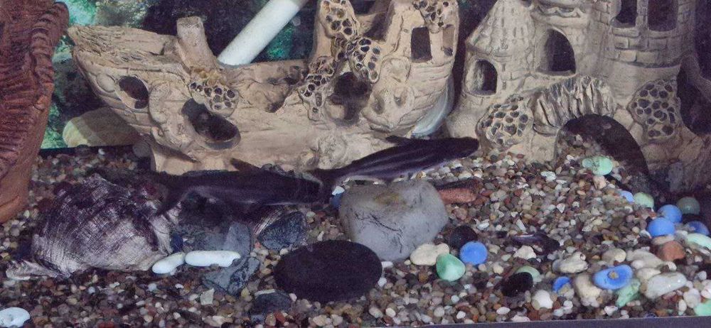 Аквариум сотилади - Akvarium sotiladi