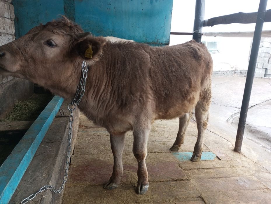 Продам жирную телку