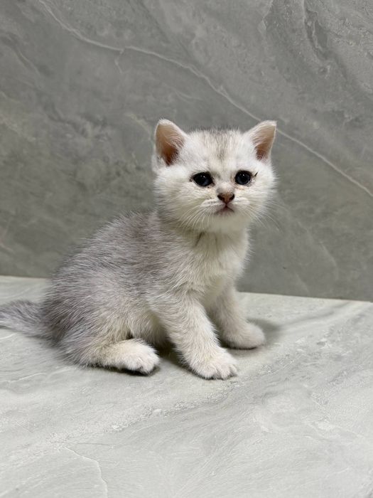 Продается серебристая шиншила очень красивый окрас цвета
Продается сер