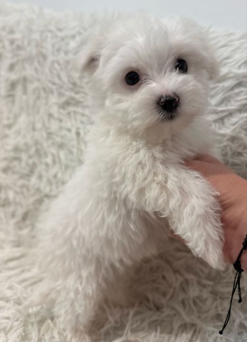 Bichon Frise - Pui - Carnet de sanatate si Microcipare