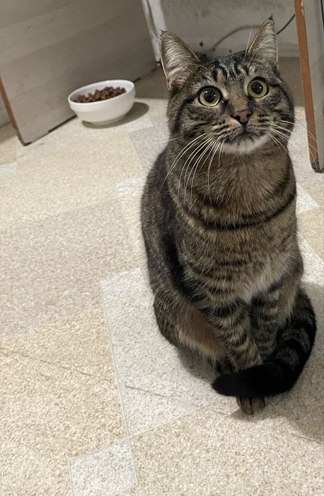 Ласковая кошечка