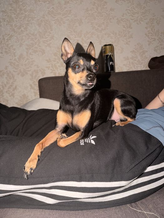 Американский тойтерьер