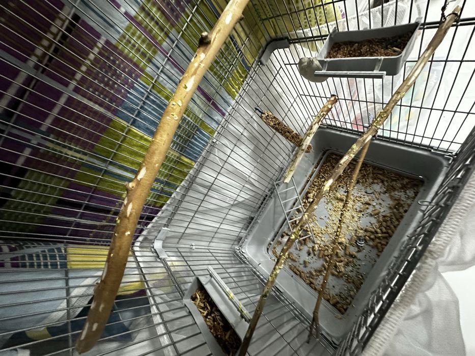 Пара волнистых попугаев,самка и самец