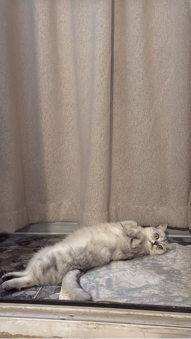 Отдаю стерилизованную кошку