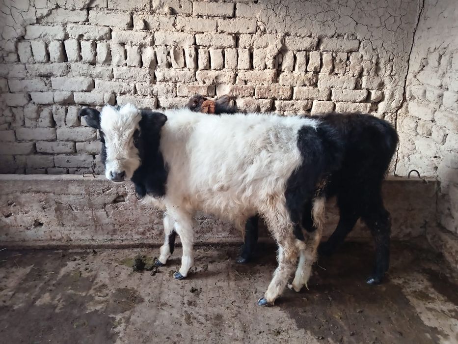 Еркек өгізшелеррр