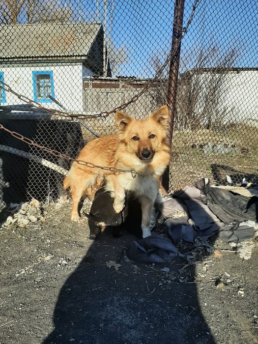 Животные , щенки  больше месяца