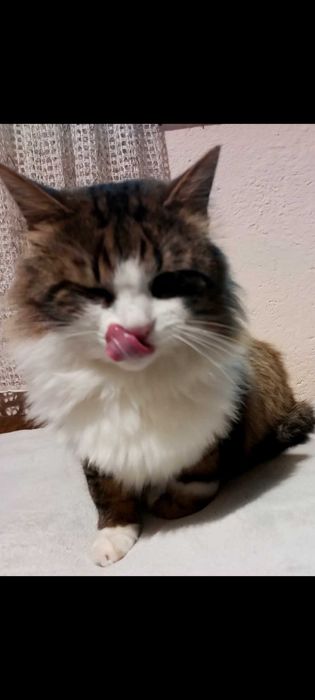 Тригодишен котарак