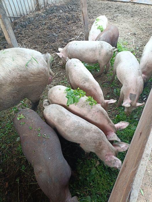 Продам свиней паросят хряк