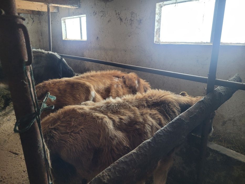 Vand 3 juninci si un tauras