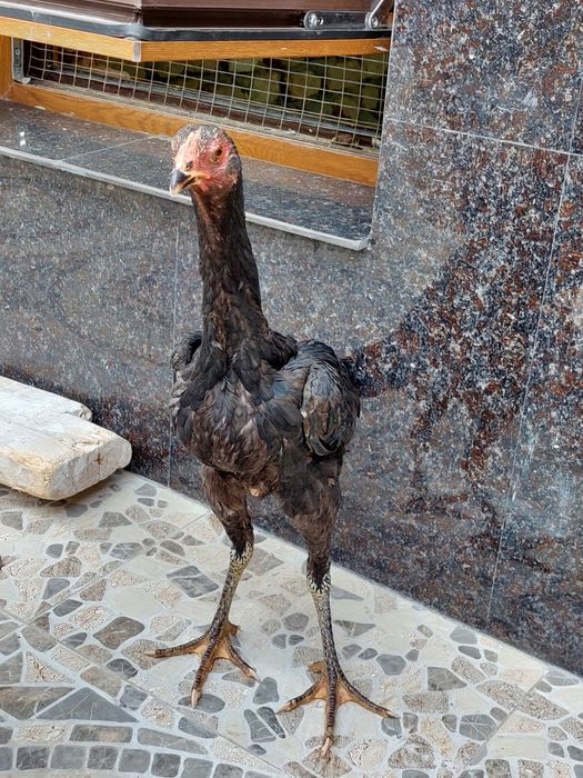 Toza dakan makiyon tovuq