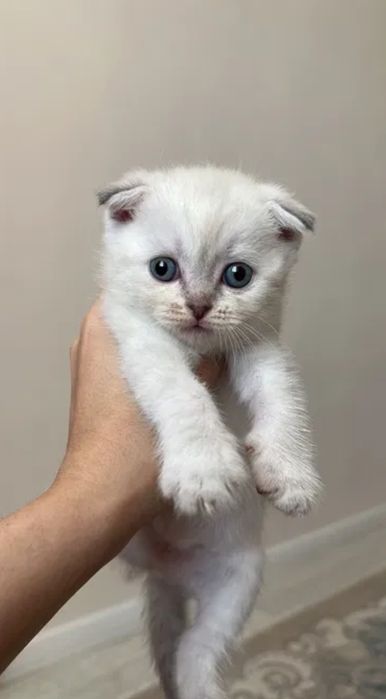 Котяьа вискас окрас, мальчики и девочки 1.5 мес