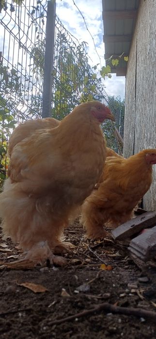 Cocoș cochinchina uriaș