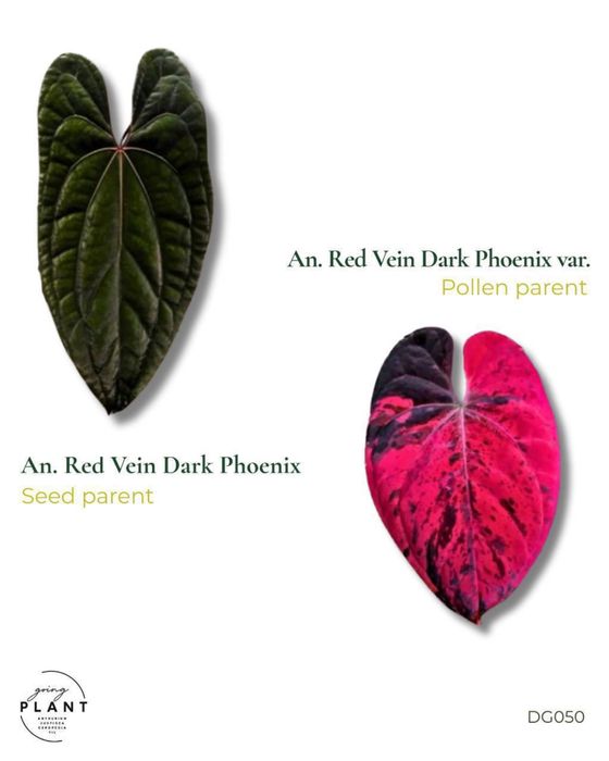 anthurium RVDP x RVDP var