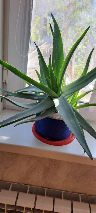 алоэ вера за копейки