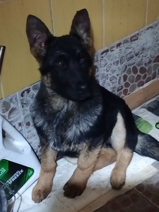 Питомник  немецких  овчарок РР.