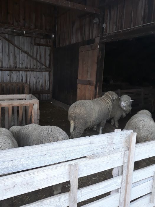 Vand 15 mioare de anul trecut(aprilie 2025)