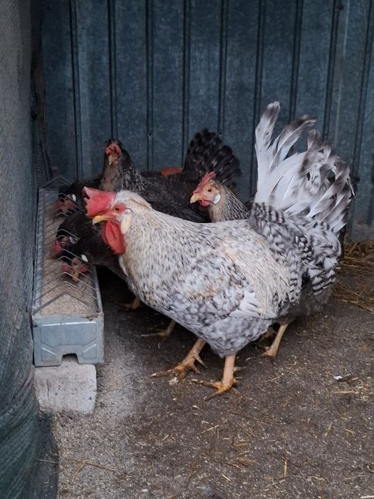 Ouă pentru incubat de la gaini: Marans, Cream Legbar si La Bresse