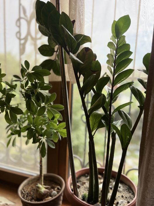 Продам растения комнатные