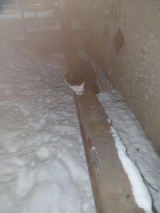 Кошечка ищет дом. Юго Восток.