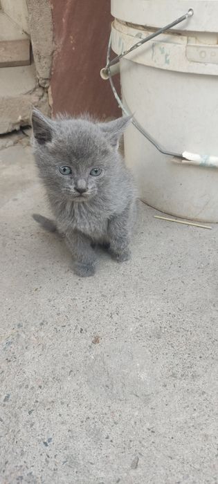 Котята хорошие красивые.