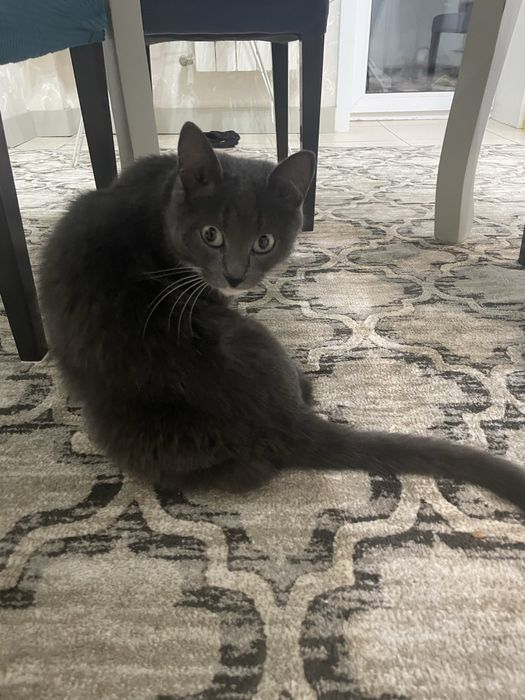 Кайфушница нереальная