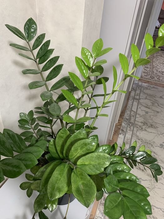 Комнатная растения, доллар!!!