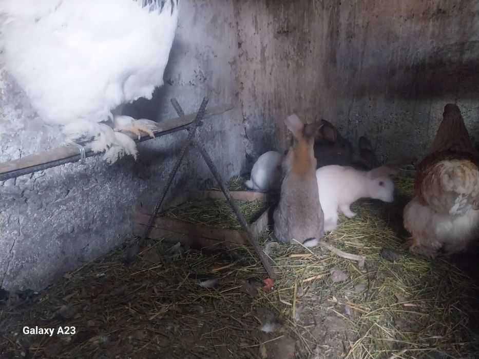 Продам кроликов 3-4мес