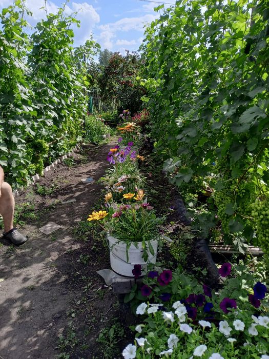 Продам дачу в обществе Энергетик-1