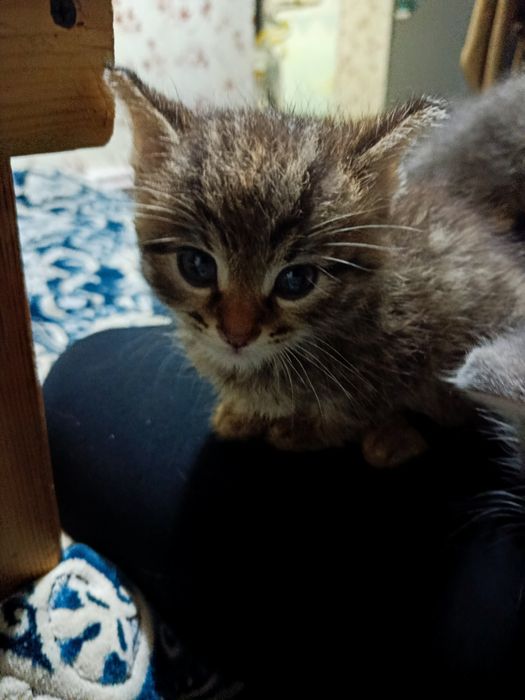 Отдам даром котят