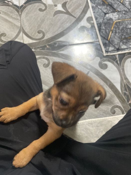 Продавам малко кученце на 2 месеца