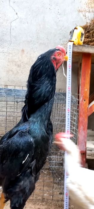 Toza zotlar  6kg o'ynaydi. Bolalari sotiladi