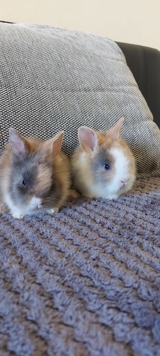 Vând iepuri cap de leu