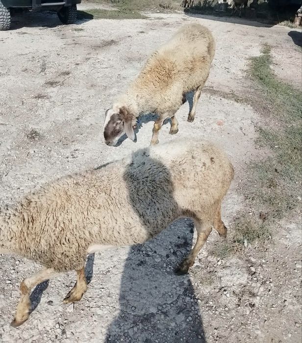 Овце за клане и тамъзлък