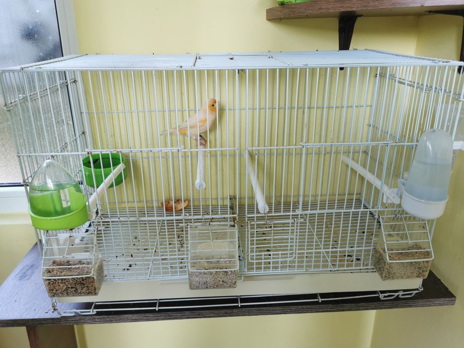 O pereche canari galbeni cu colivie