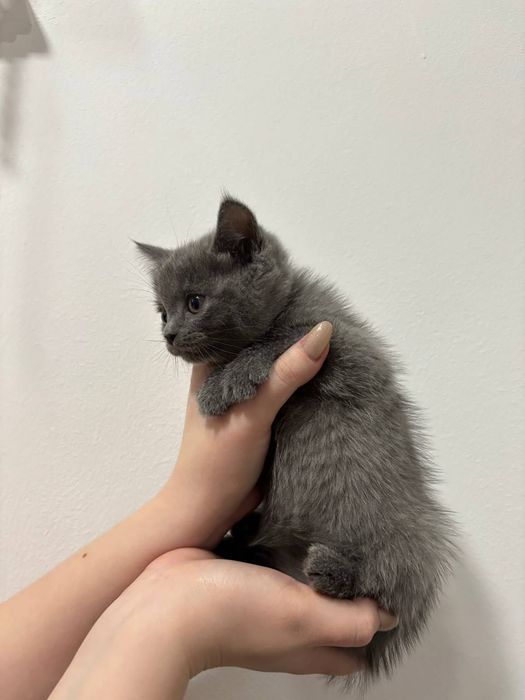 Котята шотландские