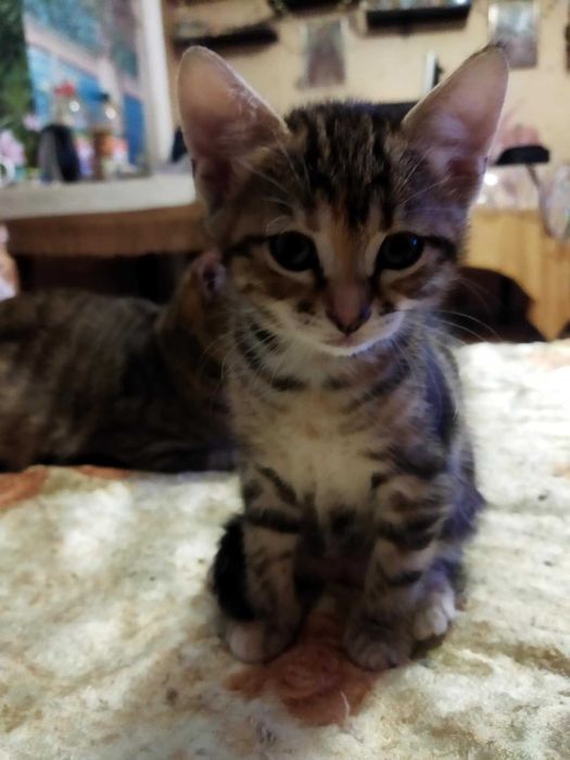 Подарявам котета