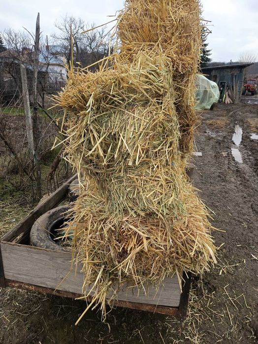 Vând baloți de ovăz calitate superioară