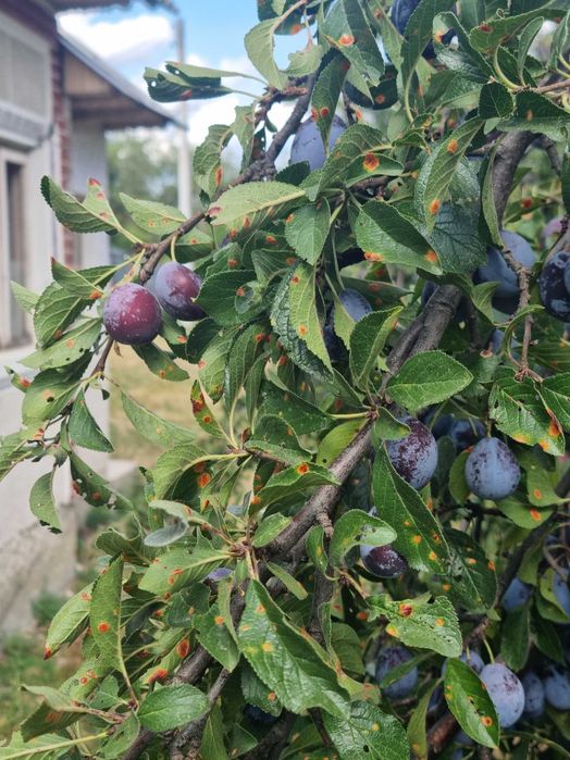 PRUNE NESTROPITE – 3 tone – Mosoaia, ARGEȘ