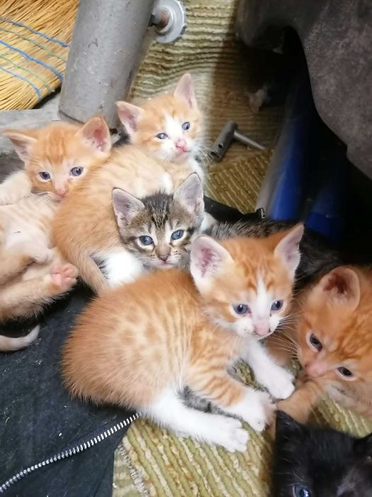 Котенца си търсят дом