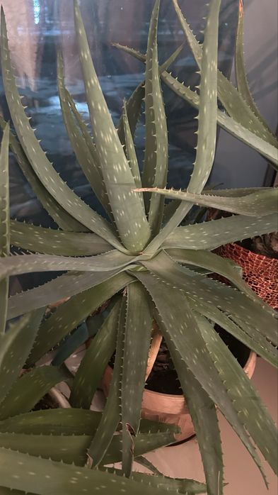 Продам алое цветы