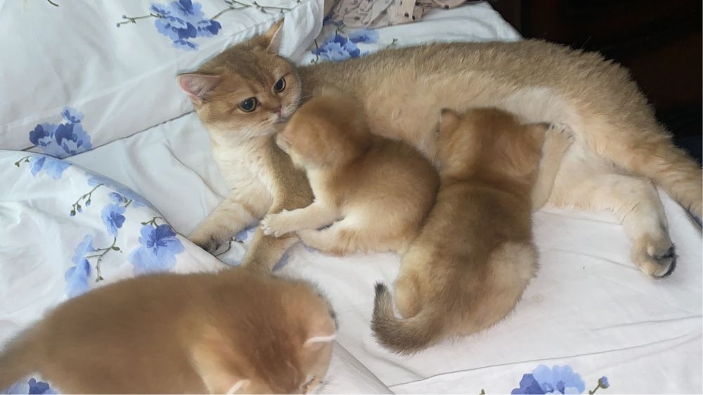 Золотые малыши плюхи