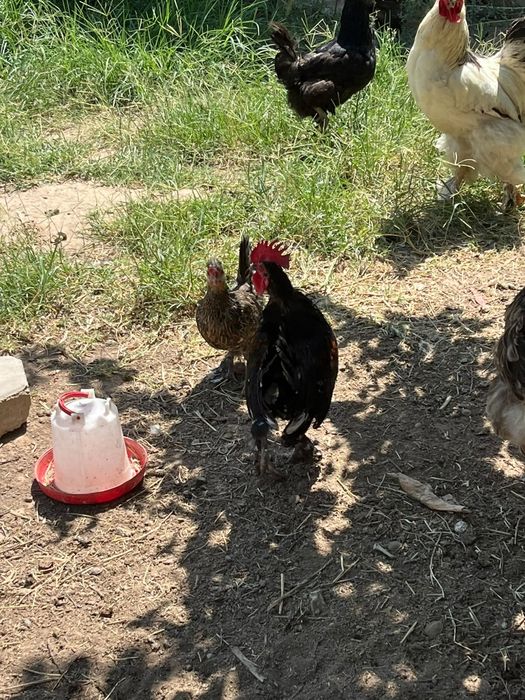 Продам петуха и кур пара